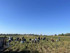 Студенческие отряды на уборке свеклы в ПК "Ольговское"