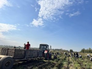 Студенческие отряды на уборке свеклы в ПК "Ольговское"